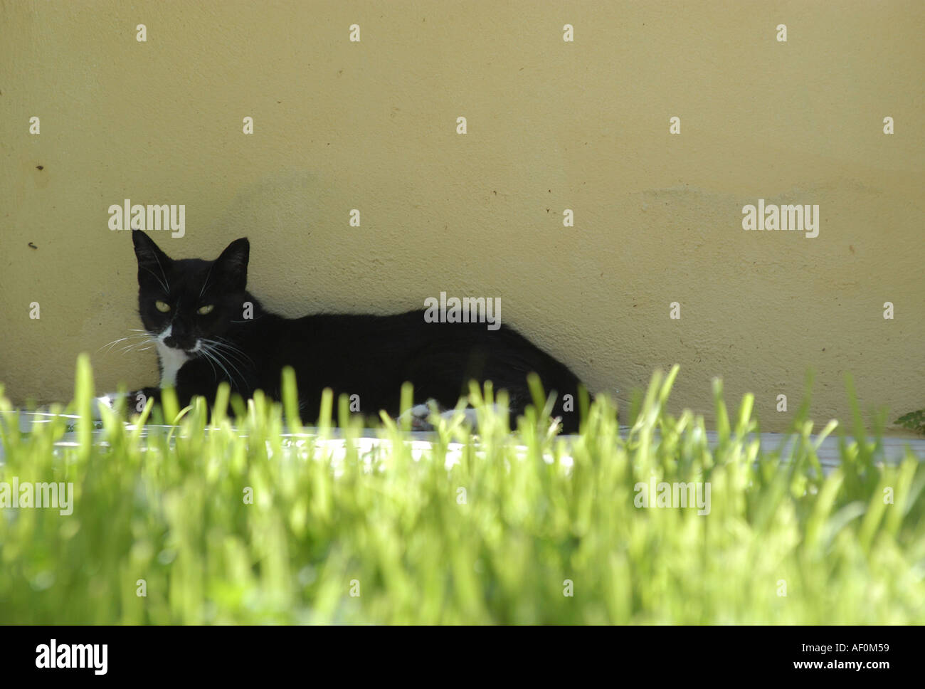 Cat Stock Photo