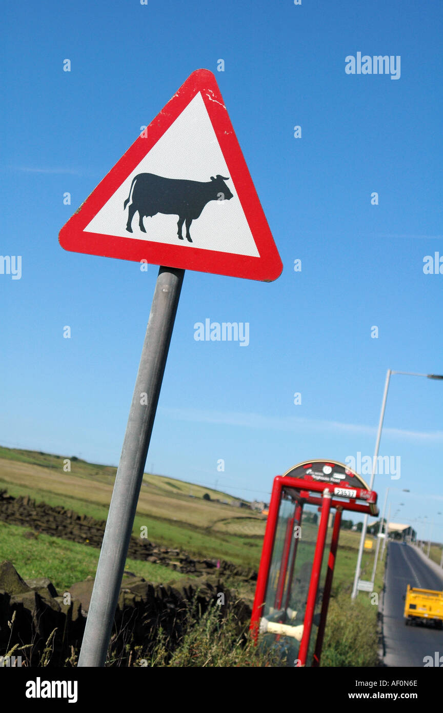 Triangular road sign warning beware of cattle crossing on roadside West Yorkshire England UK Stock Photo