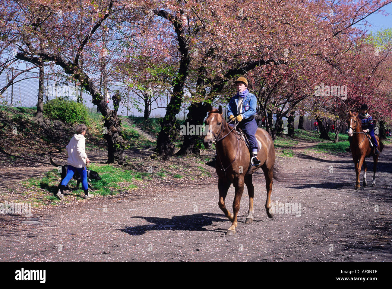 Jacqueline Kennedy Onassis Reservoir in Central Park, New York City. Horseback riding on bridal path by the Central Park Reservoir in the spring. USA Stock Photo