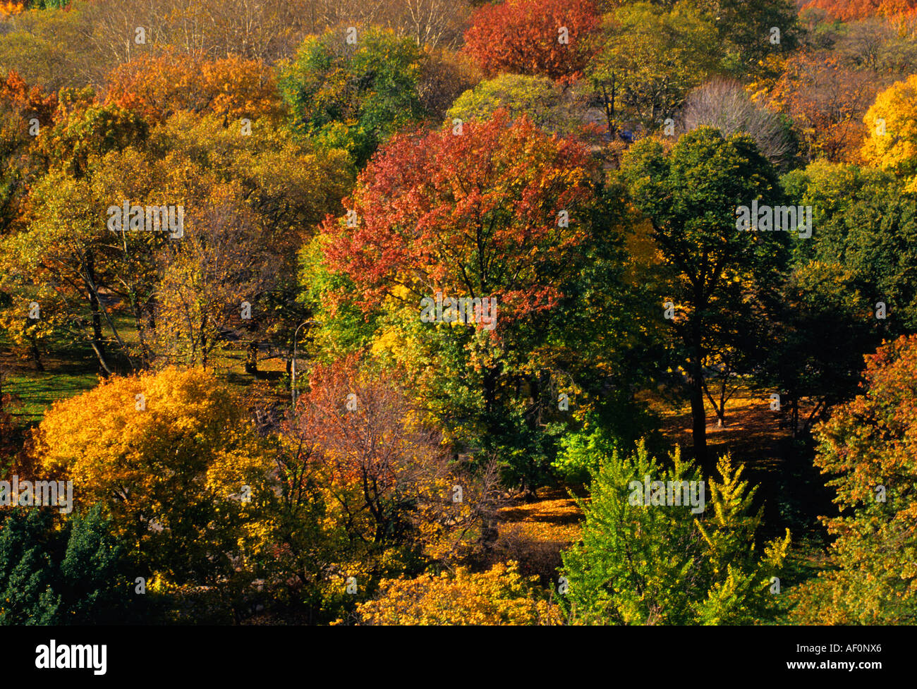 New York City Upper East Side Manhattan Autumn Foliage in Central Park