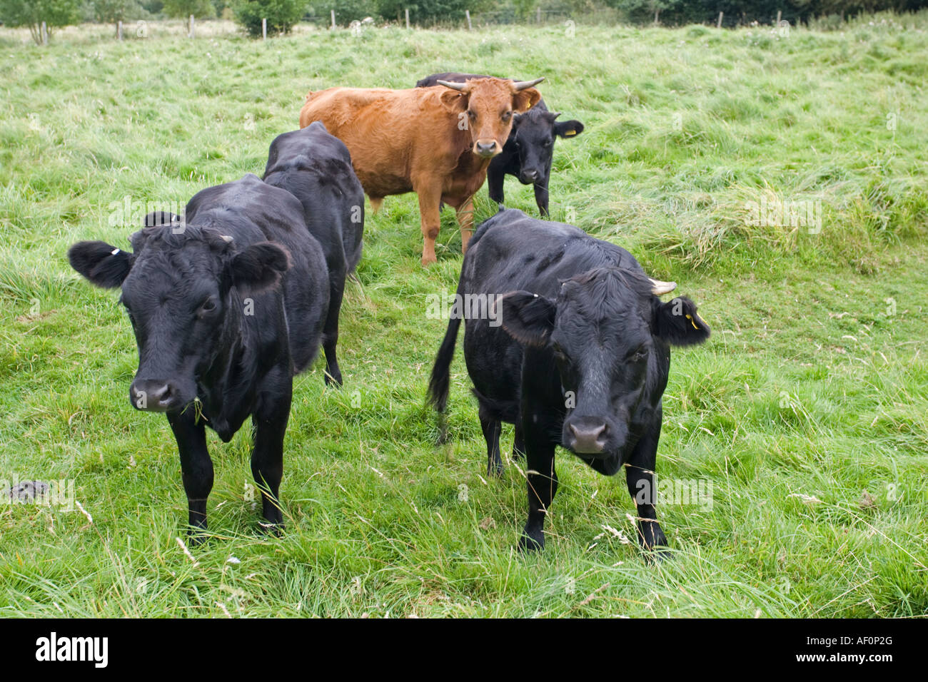 baby dexter cattle