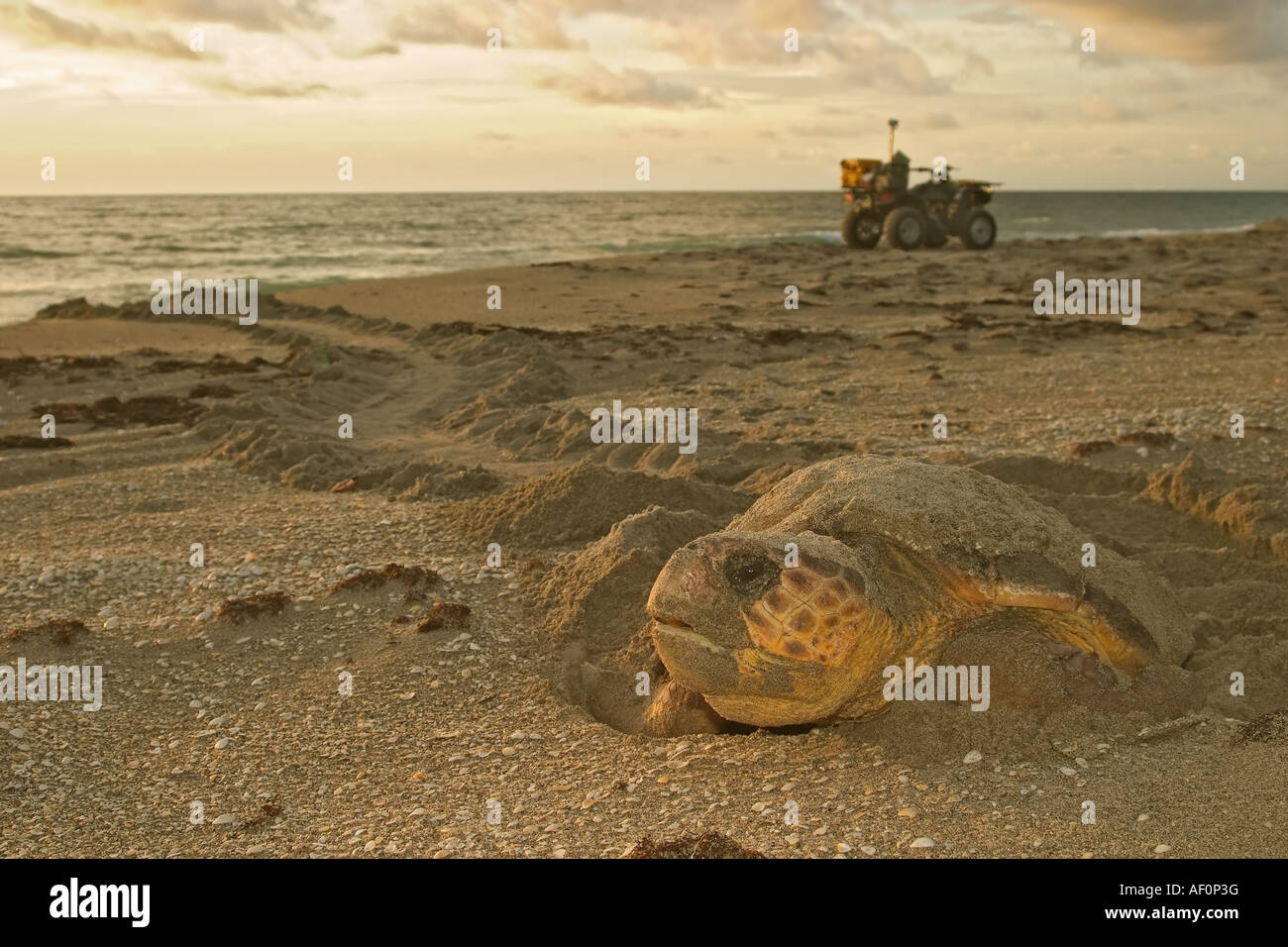 Loggerhead sea turtle (Caretta caretta) at sunrise after nesting Stock Photo