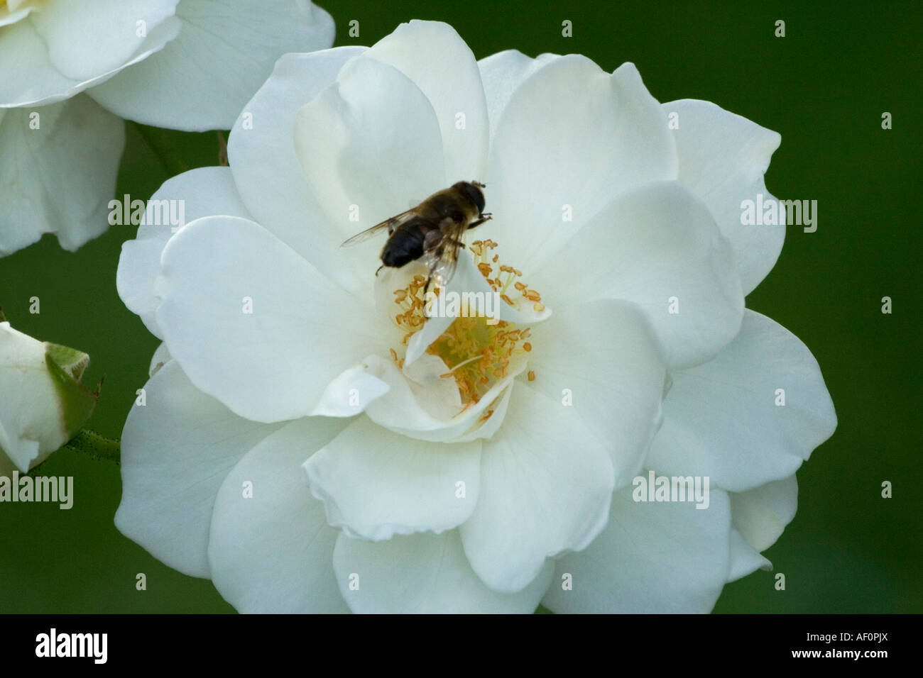 insect on white rose  - rosa Stock Photo