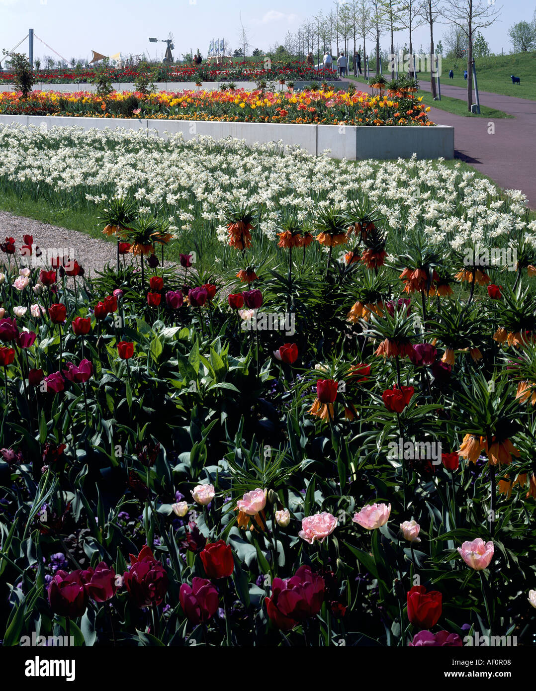 Leverkusen, Landesgartenschau 2005, Blumenterrassen am Eingang Mitte Stock Photo