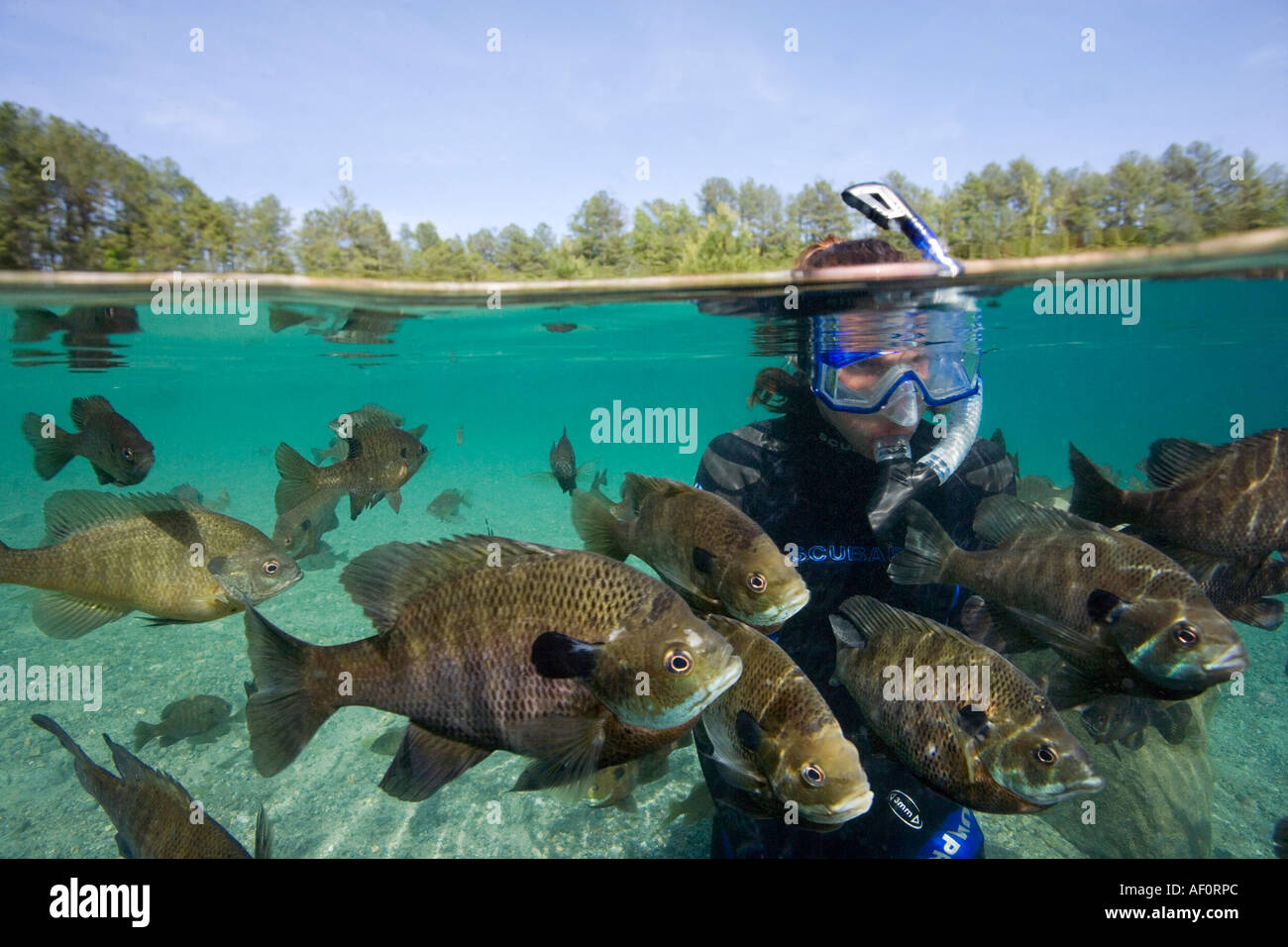 Schooling blue gill fish in Lake Rawlings Rawlings VA Stock Photo