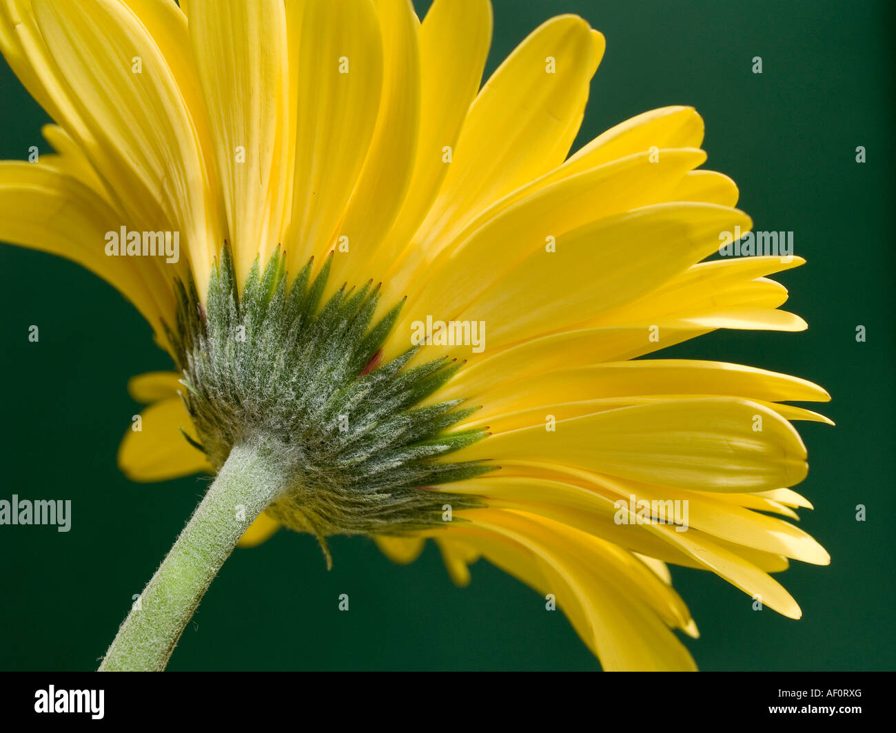 Close up of underside of yellow Gerbera flower with its radiating petals and stalk Stock Photo