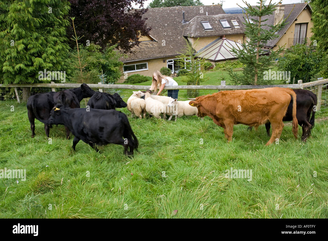 Girl feeding pet lambs and Dexter cows in field Cotswolds UK Stock Photo