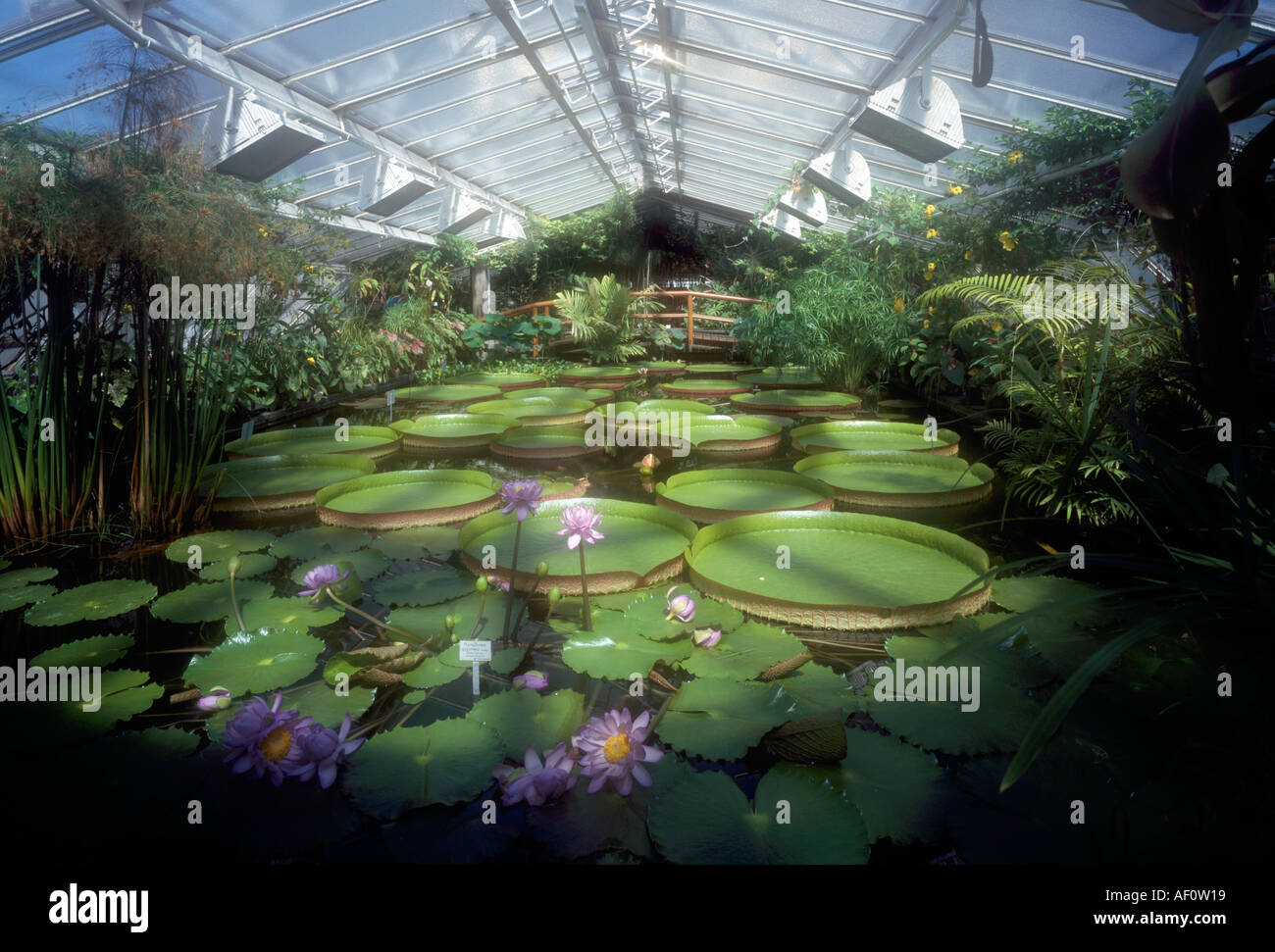 Berlin, Steglitz, Botanischer Garten, Gewächshaus mit Riesenseerosen