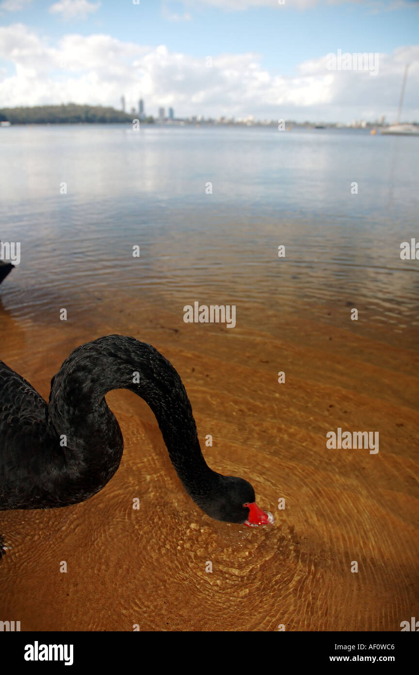 Australian black swan Cygnus atratus on the clean estuarine waters of the Swan River city of Perth in the background Stock Photo