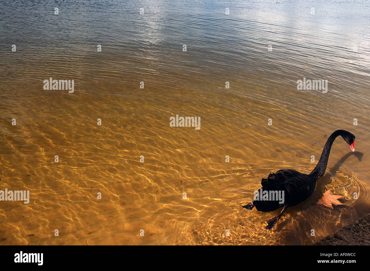Australian black swan Cygnus atratus with autumn leaf Swan River Perth Western Australia Stock Photo