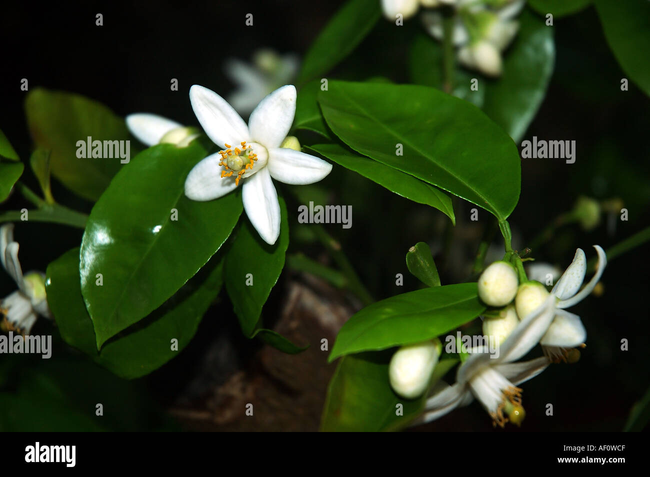 Flowers and glossy leaves of kaffir lime Citrus hystrix a tasty ingredient  of Southeast Asian and Indian cuisines Stock Photo - Alamy
