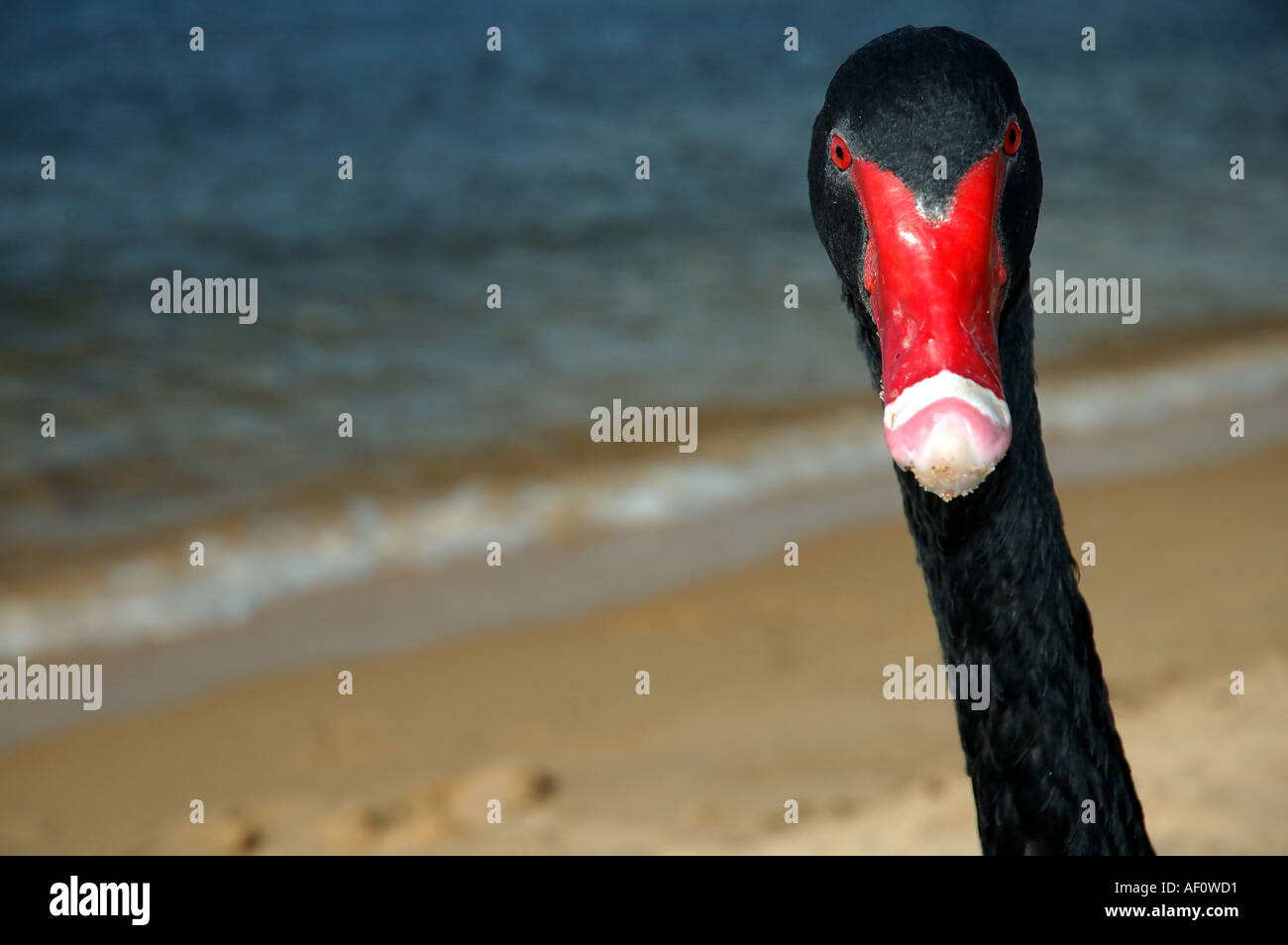 Australian black swan Cygnus atratus at the beach Perth Western Australia Stock Photo