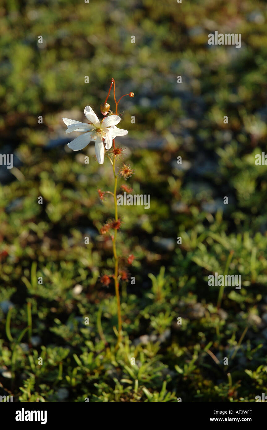 Flowering Drosera platypoda or similar species a carnivorous sundew plant native to small areas of Western Australia Stock Photo