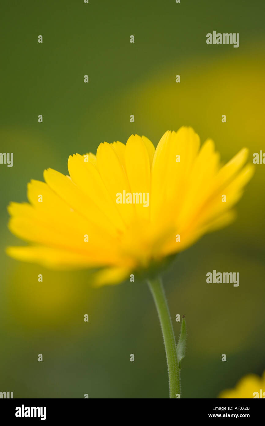 Calendula Flower Stock Photo
