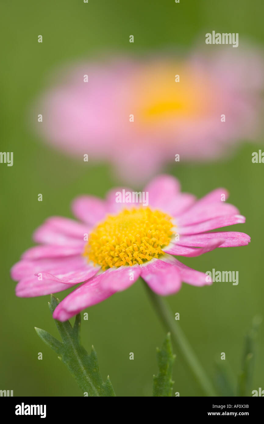 Pink Marguerite Daisy Flowers Stock Photo Alamy