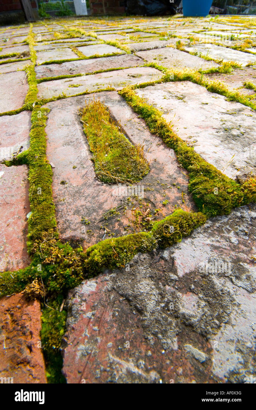 Moss growing between brick paving Stock Photo