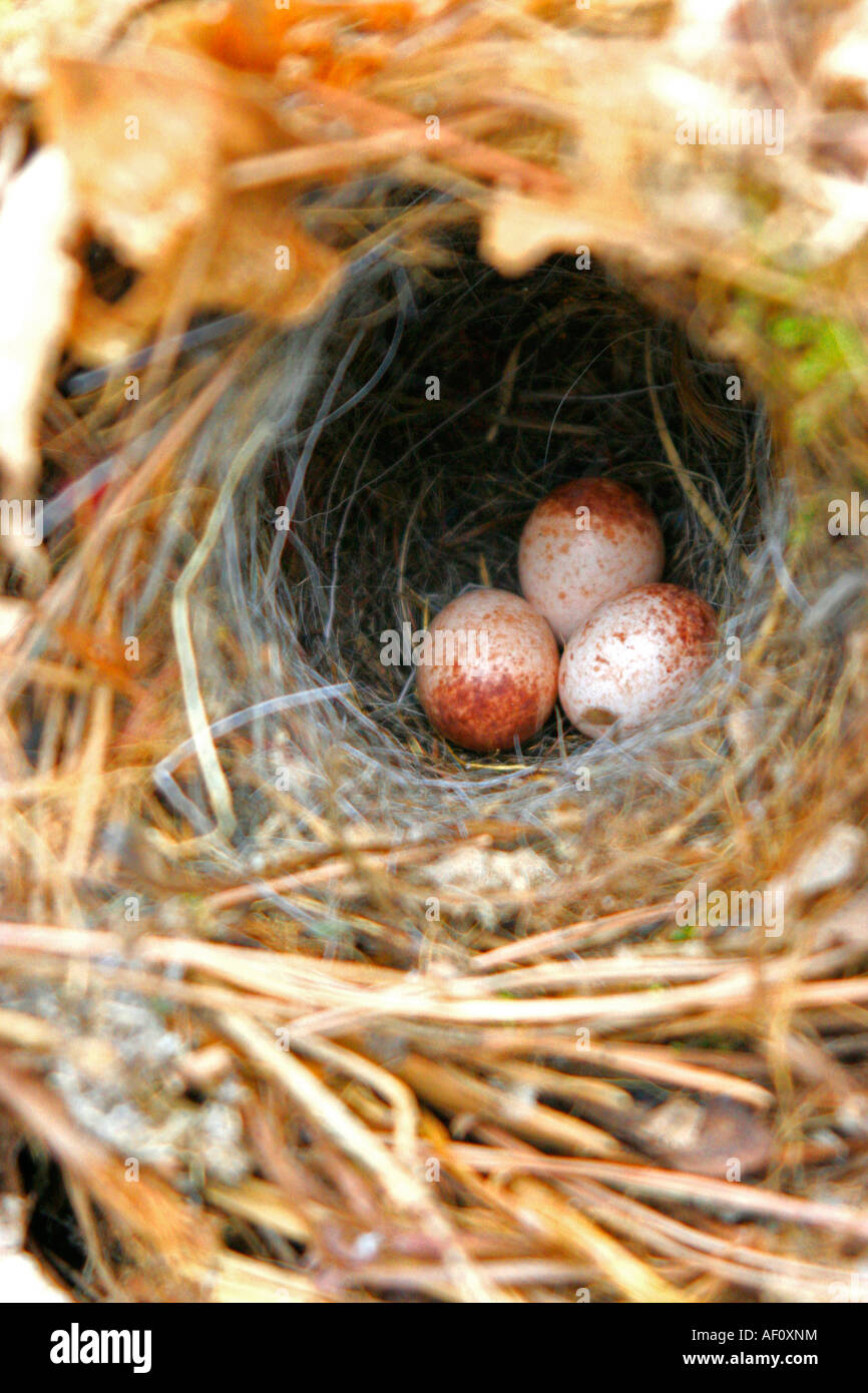 Bird eggs in a bird nest Stock Photo