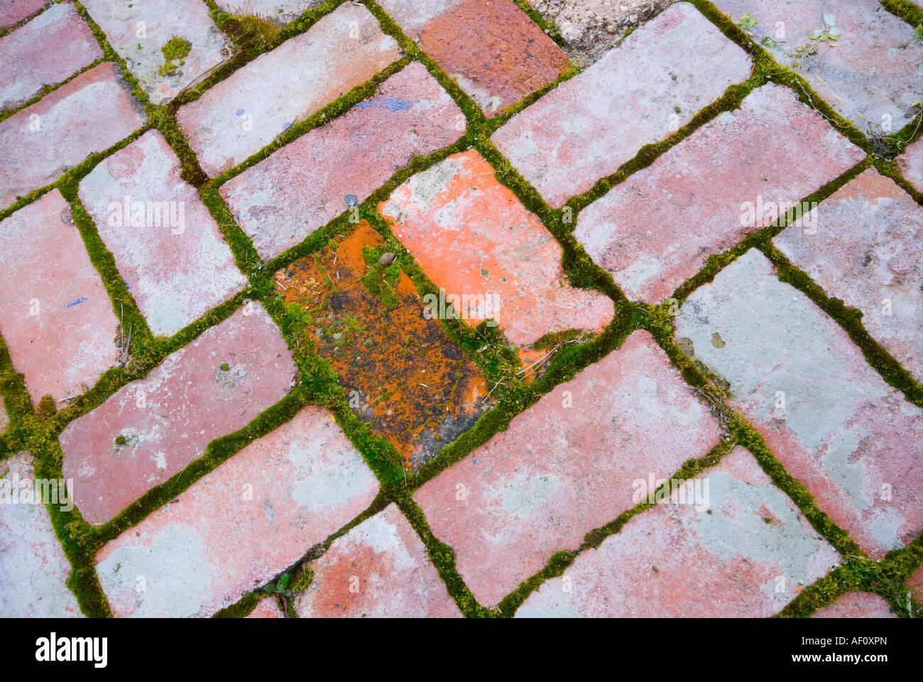 Moss growing between brick paving Stock Photo Alamy