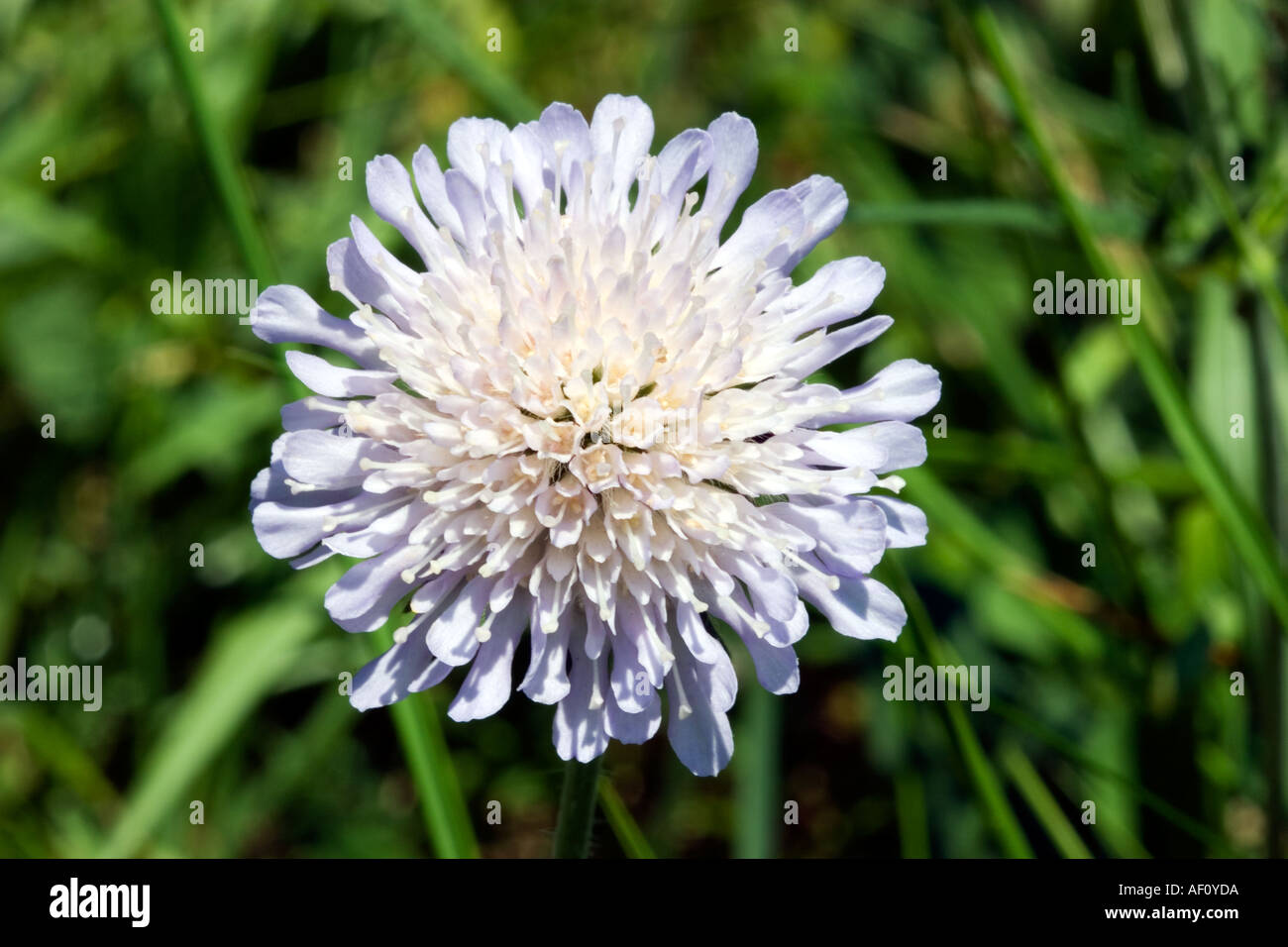 Field Scabious Knautia Arvensis Taprooted Perennial In The Teasel field-scabious-knautia-arvensis-taprooted-perennial-in-the-teasel