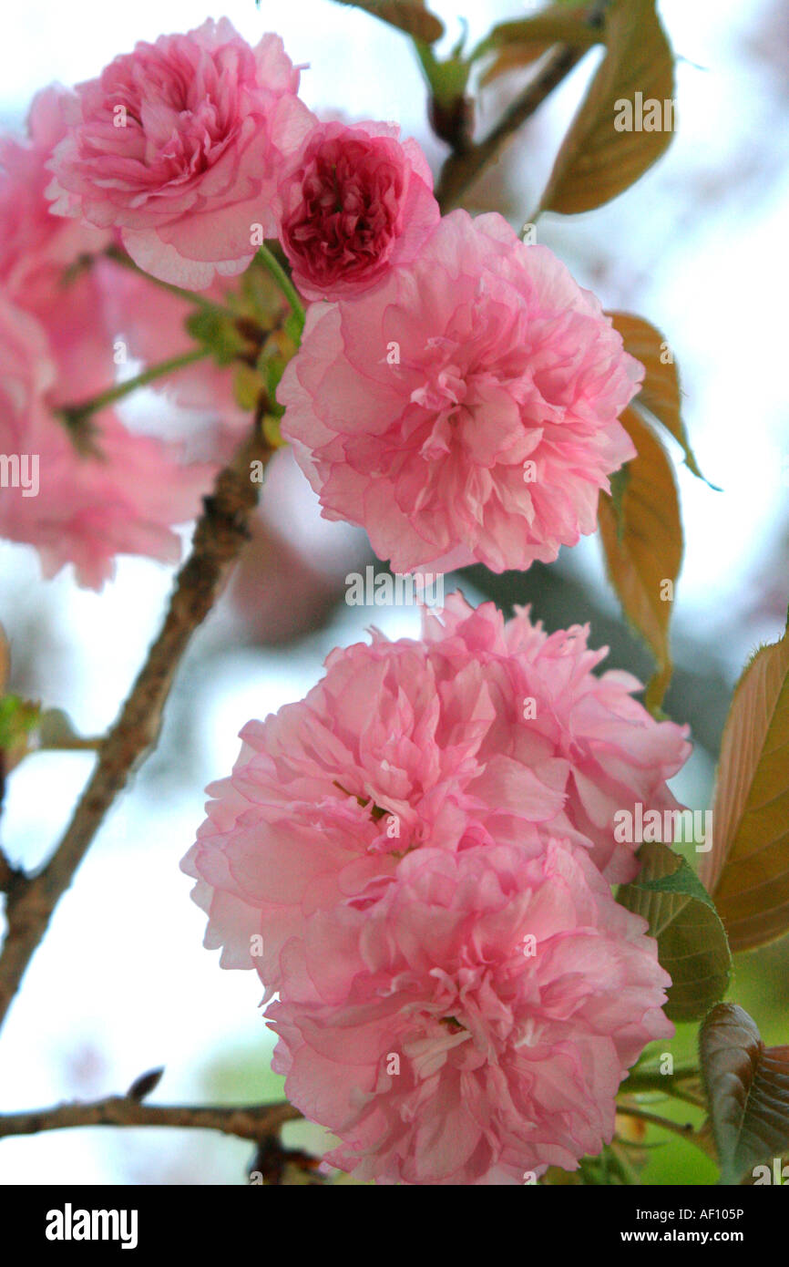 Kwanzan Flowering Cherry tree Prunus serrulata Stock Photo