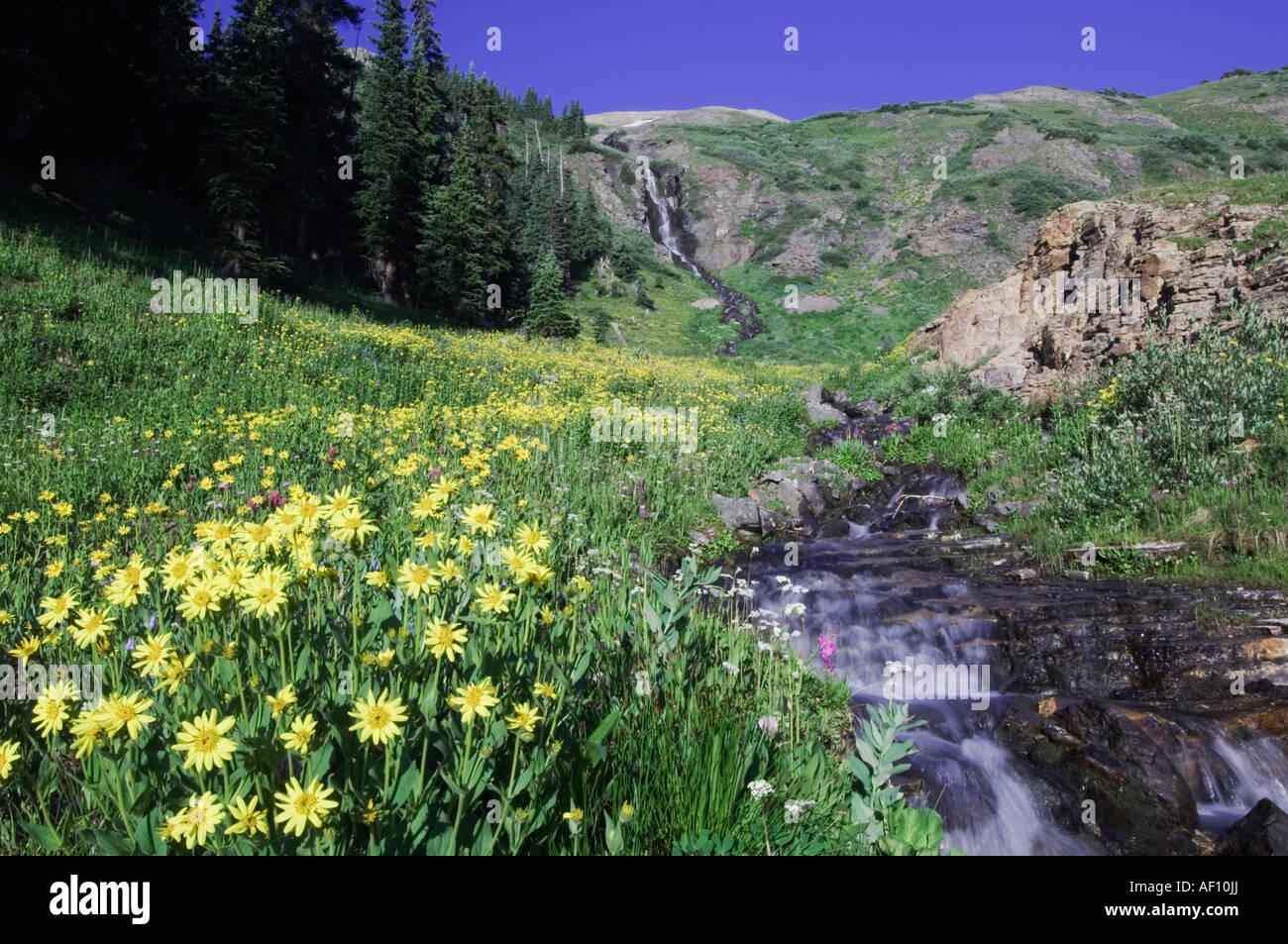 Waterfall and wildflowers in alpine meadow Heartleaf Arnica Arnica cordifolia Ouray San Juan Mountains Colorado USA Stock Photo