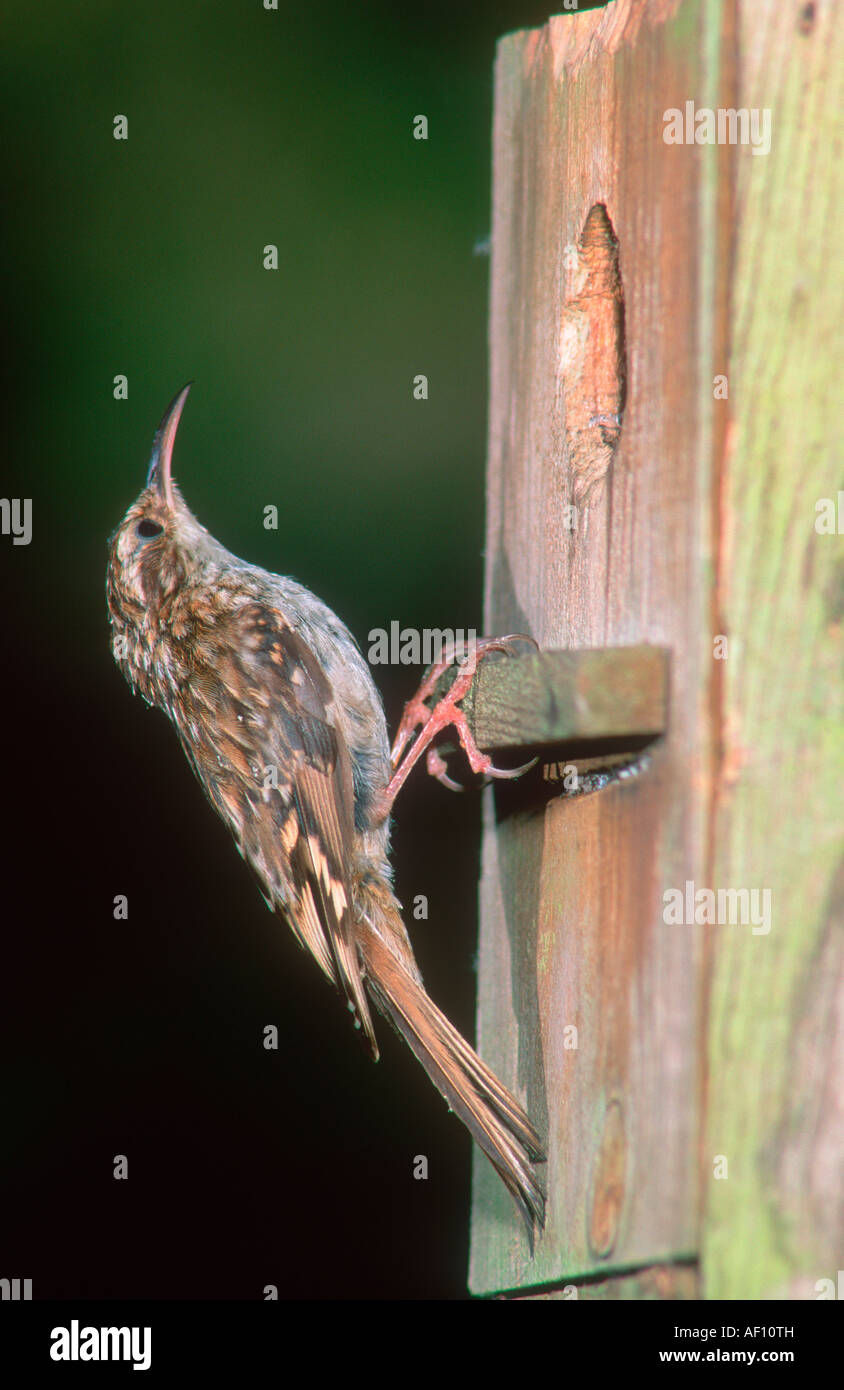Treecreeper nest box hires stock photography and images Alamy