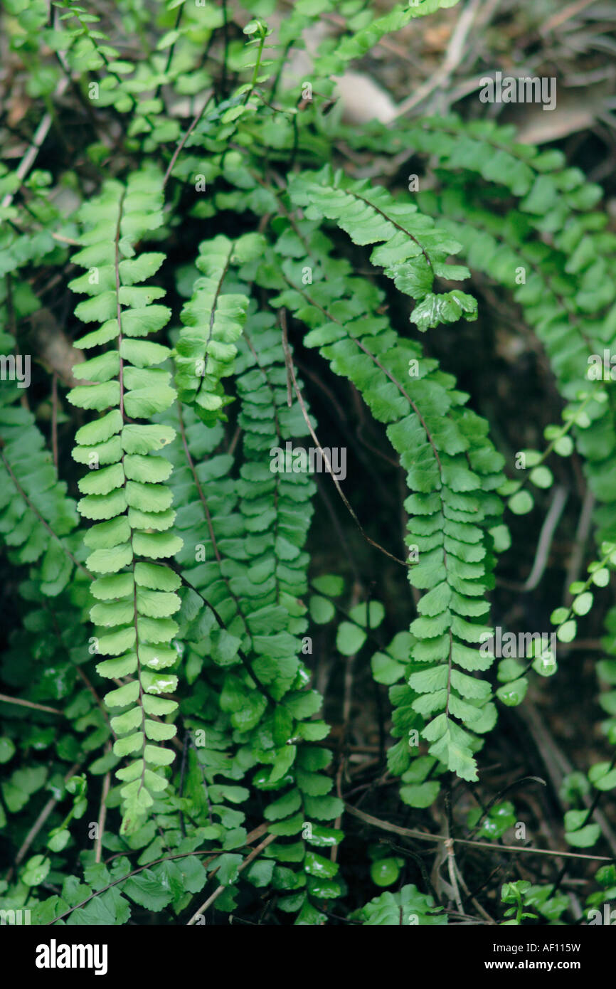 Spleenwort fern hi-res stock photography and images - Alamy