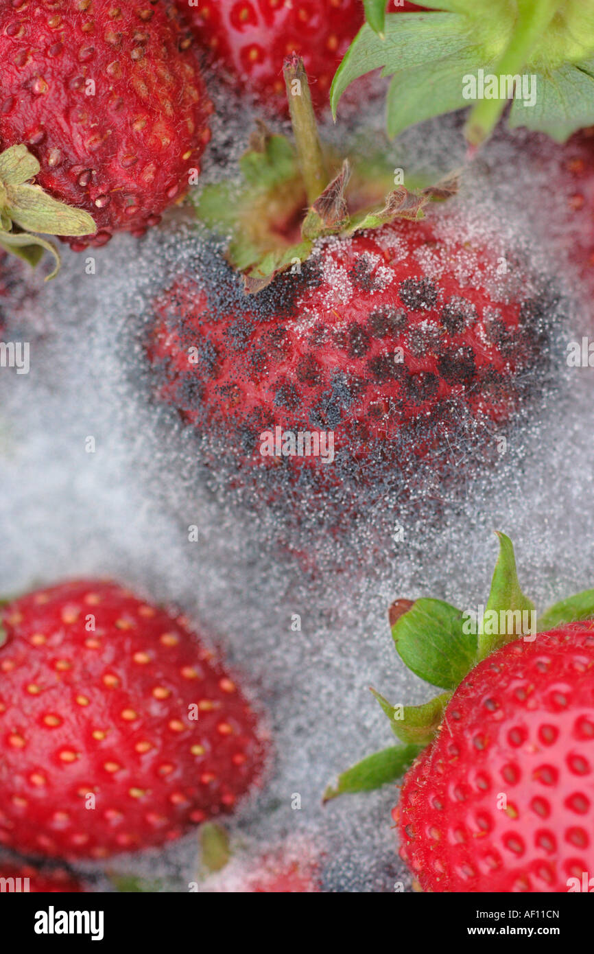 Strawberry with mold stock image. Image of natural, dessert - 216650675