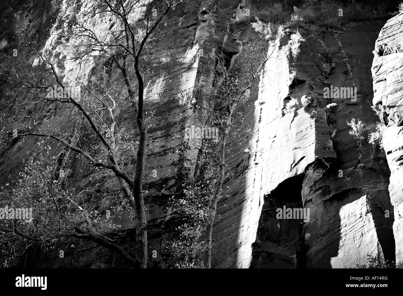 Animal erosion Black and White Stock Photos & Images Alamy
