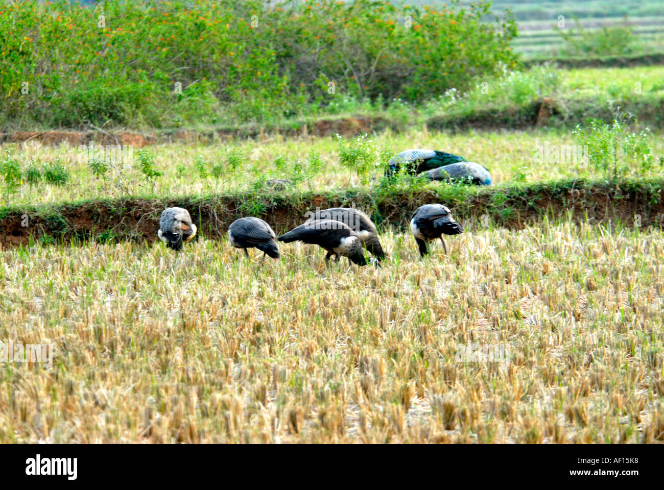 Peacocks and peahens hires stock photography and images Alamy