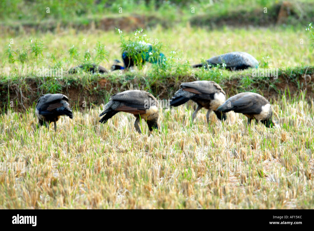 PEACOCKS AND PEAHENS FEEDING IN A FIELD TAMILNADU Stock Photo Alamy