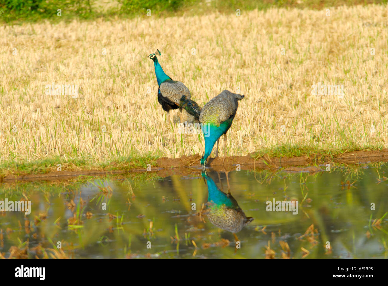Peahens hires stock photography and images Alamy