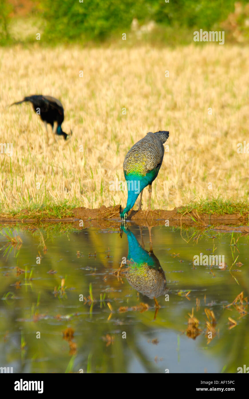 PEACOCKS AND PEAHENS FEEDING IN A FIELD TAMILNADU Stock Photo Alamy
