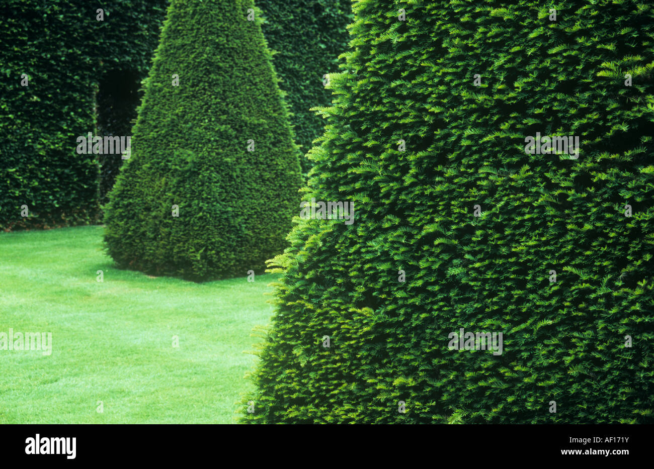 Bushes of Yew or Taxus media Hicksii clipped into tall pyramids on lawn with high Common beech hedge with doorway beyond Stock Photo