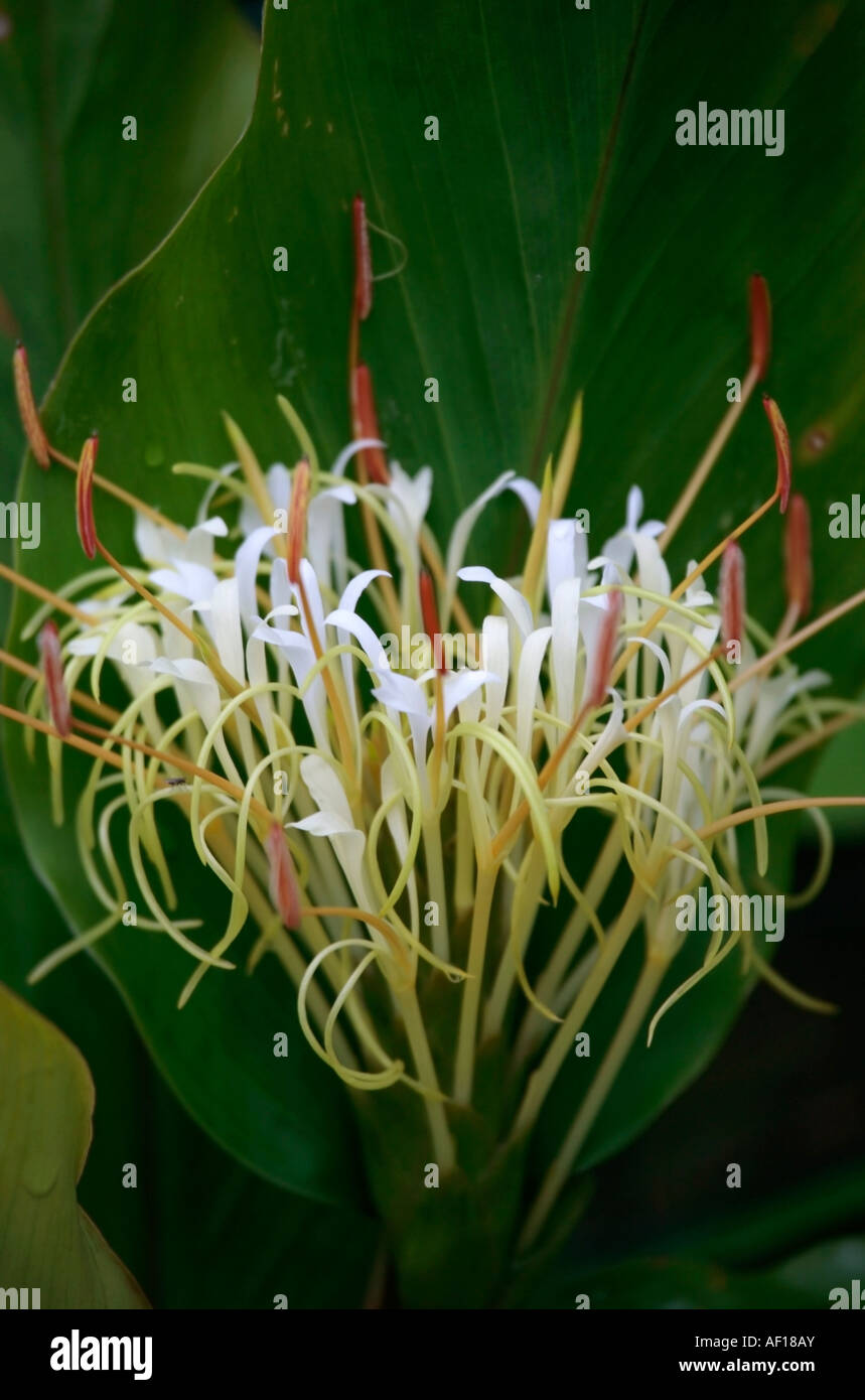 Yunnan ginger lily (Hedychium yunnanense) in bloom in late summer Stock Photo