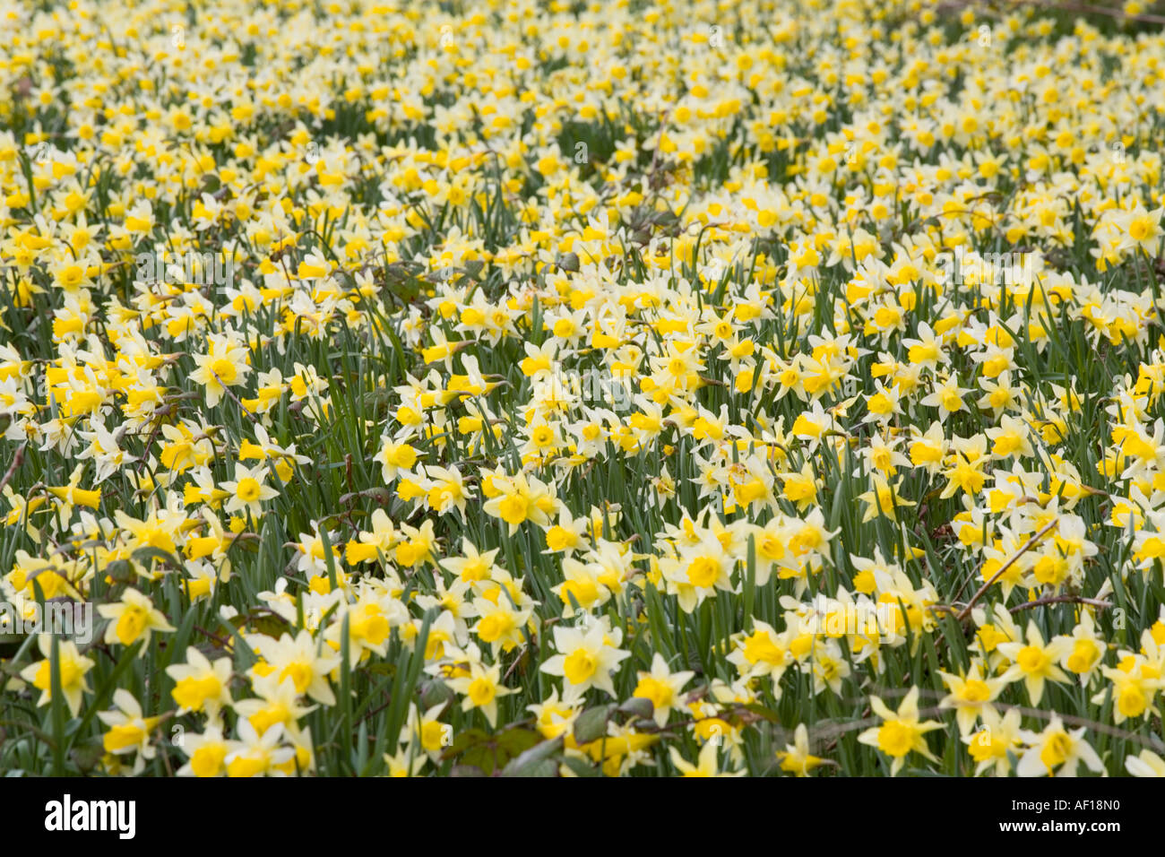 Wild daffodils flowering at Gwen and Vera's Fields Nature Reserve near