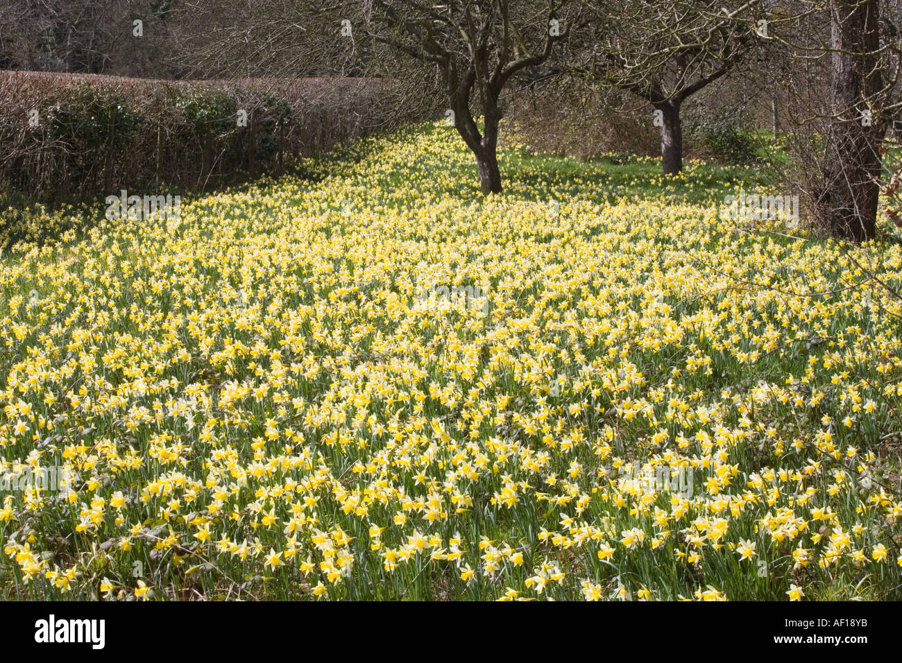 Wild daffodils flowering at Gwen and Vera's Fields Nature Reserve near