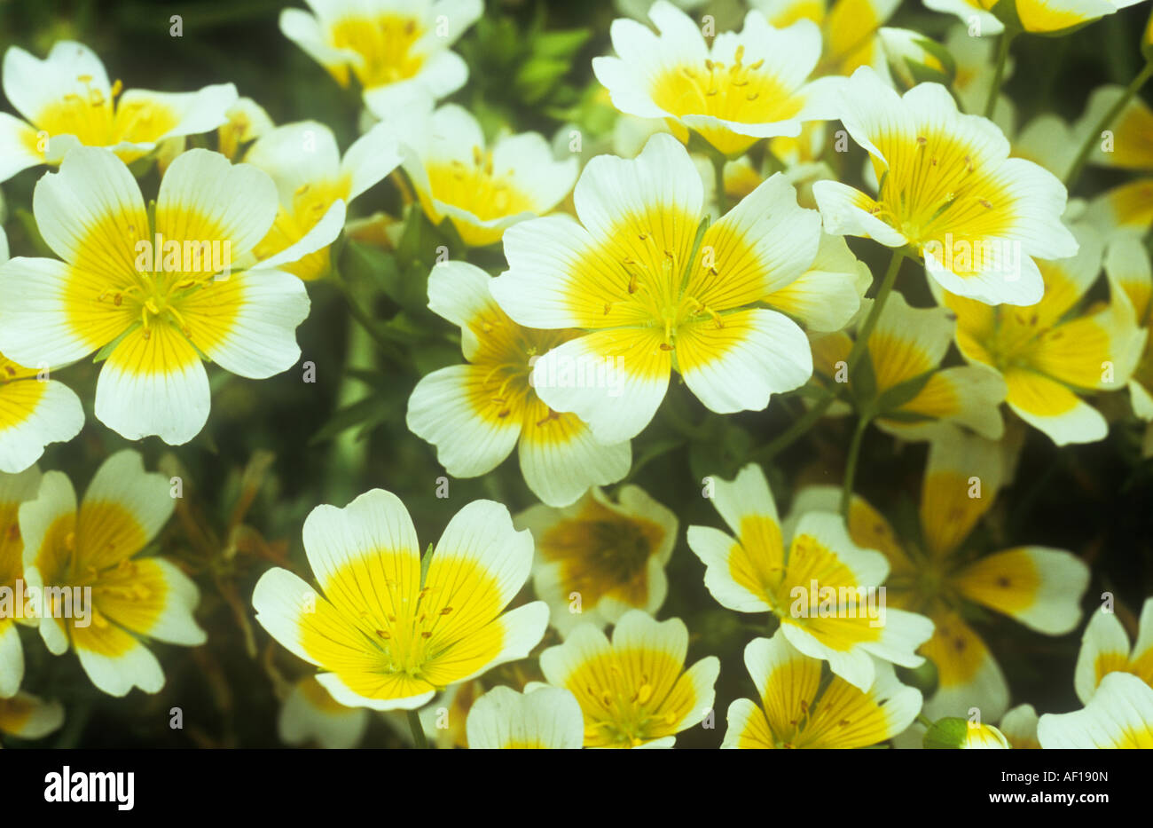 Cluster of yellow and white flowerheads of hardy annual border or edging plant Poached egg flower or Limnanthes douglasii Stock Photo