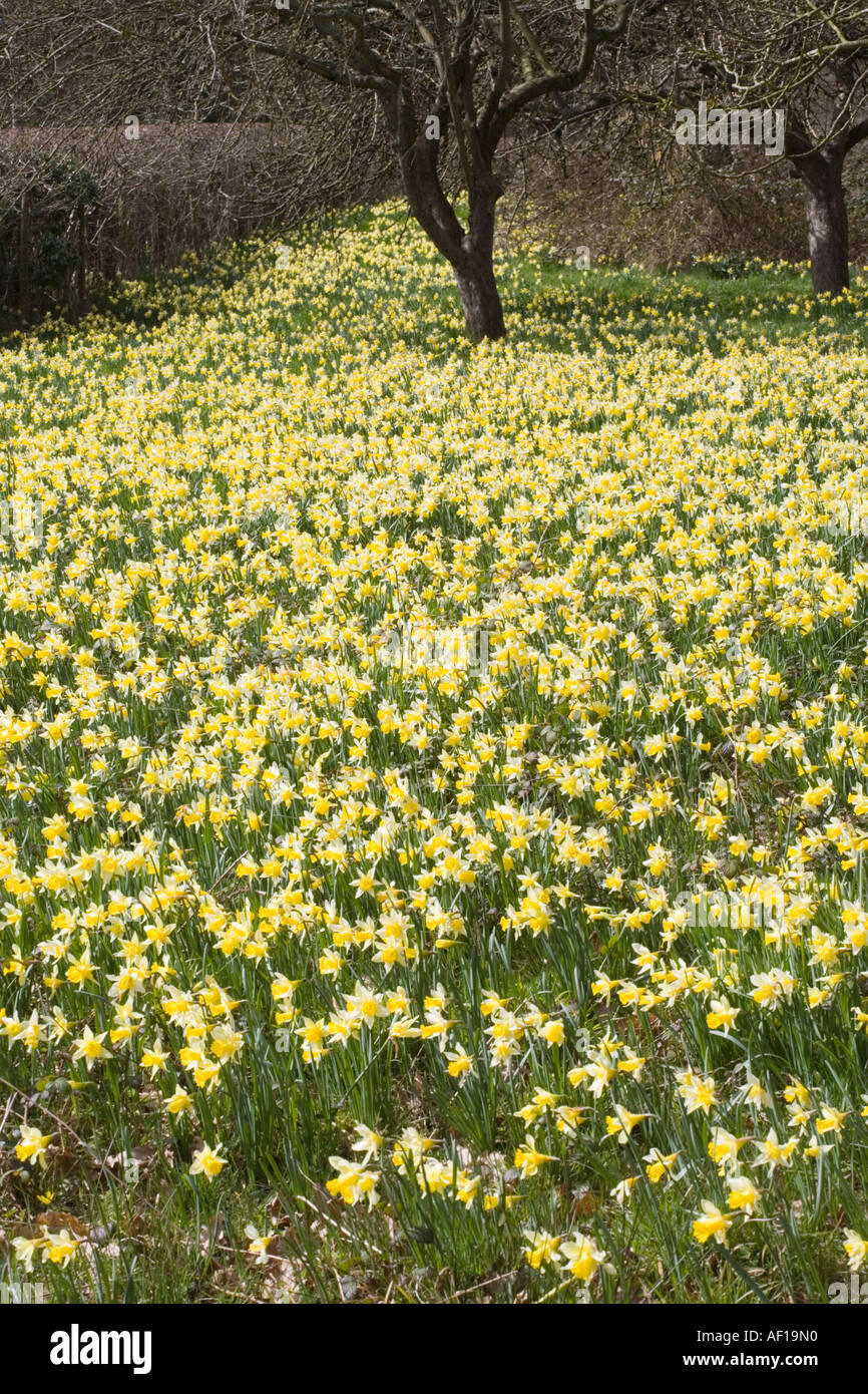 Wild daffodils flowering at Gwen and Vera's Fields Nature Reserve near