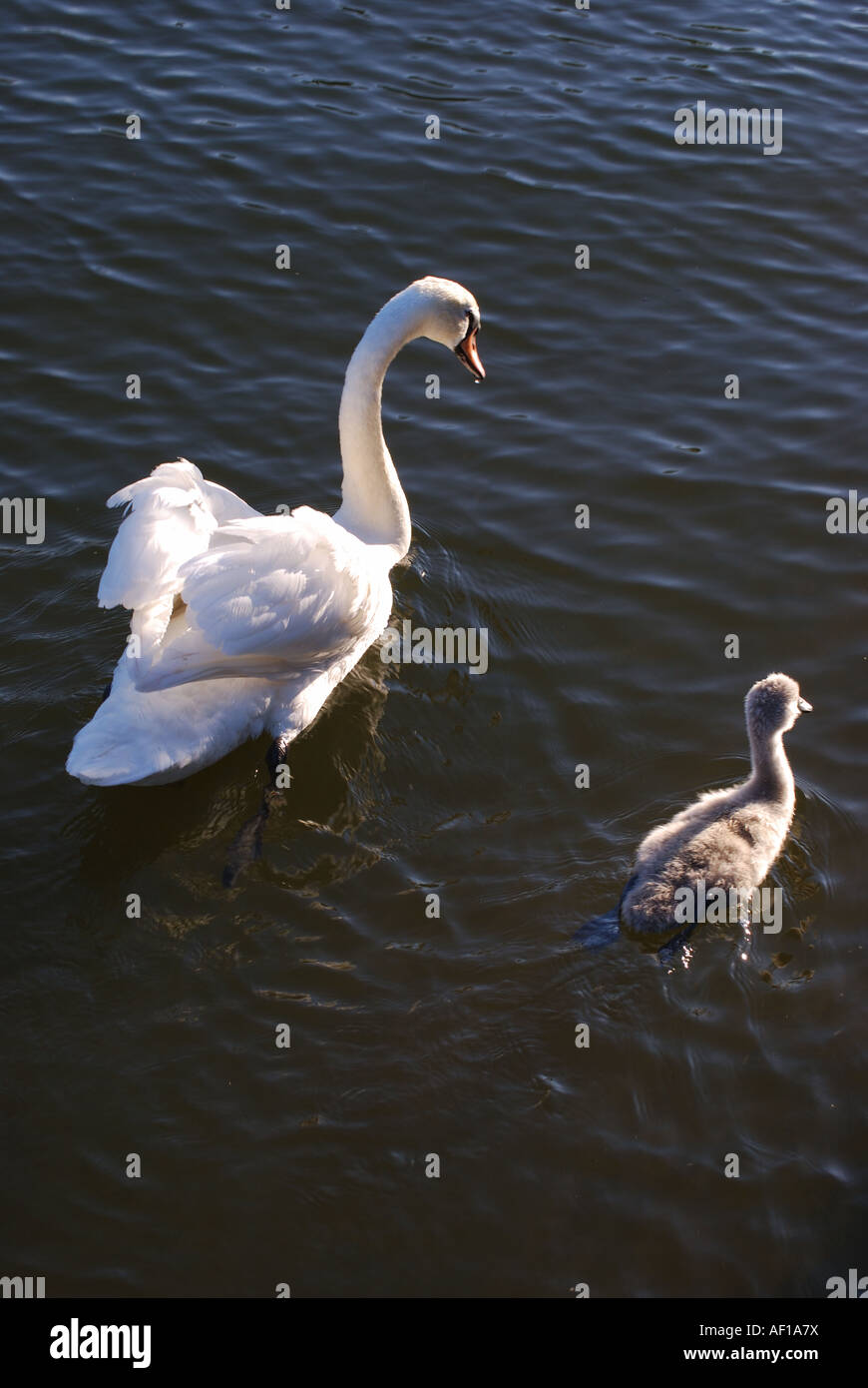 Mute swan with cygnet on River Thames, Windsor, Berkshire, England, United Kingdom Stock Photo