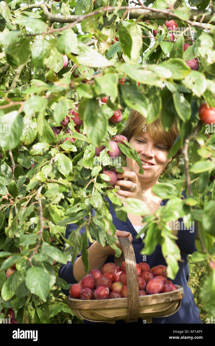 Woman picking ripe Victoria Plums in country garden with trug full of fruit England August Stock