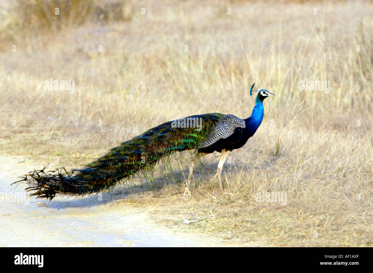 Indian peacock hi-res stock photography and images - Alamy