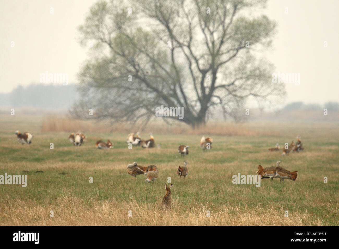 Brown hare watching bustards Stock Photo