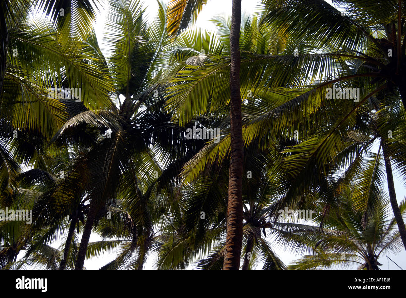 Tall coconut trees in hi-res stock photography and images - Alamy