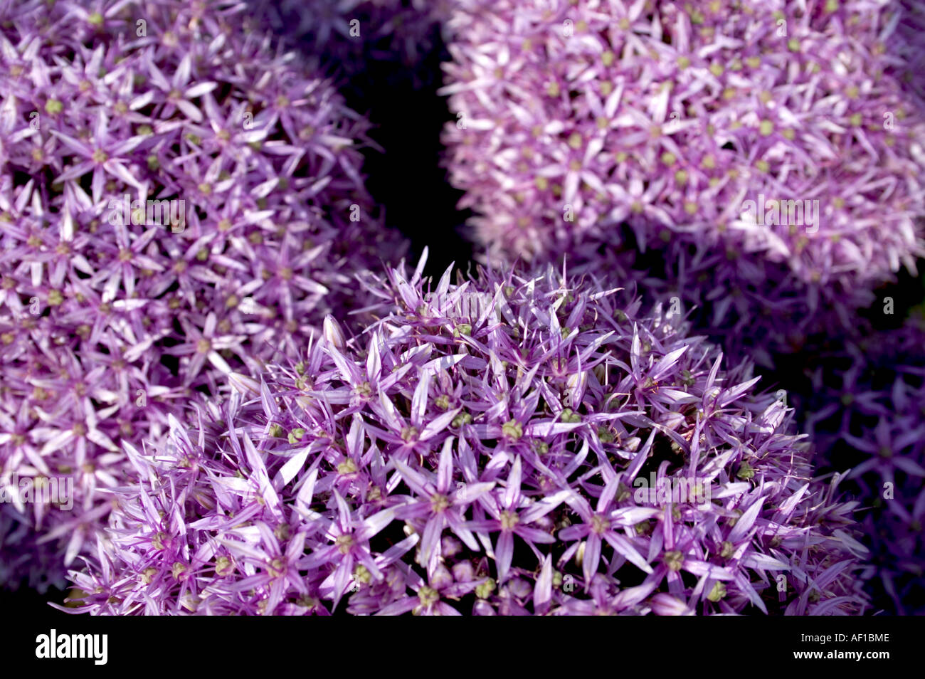 three Allium flowers Stock Photo