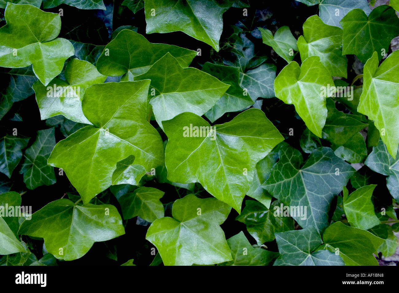 Ivy background Stock Photo