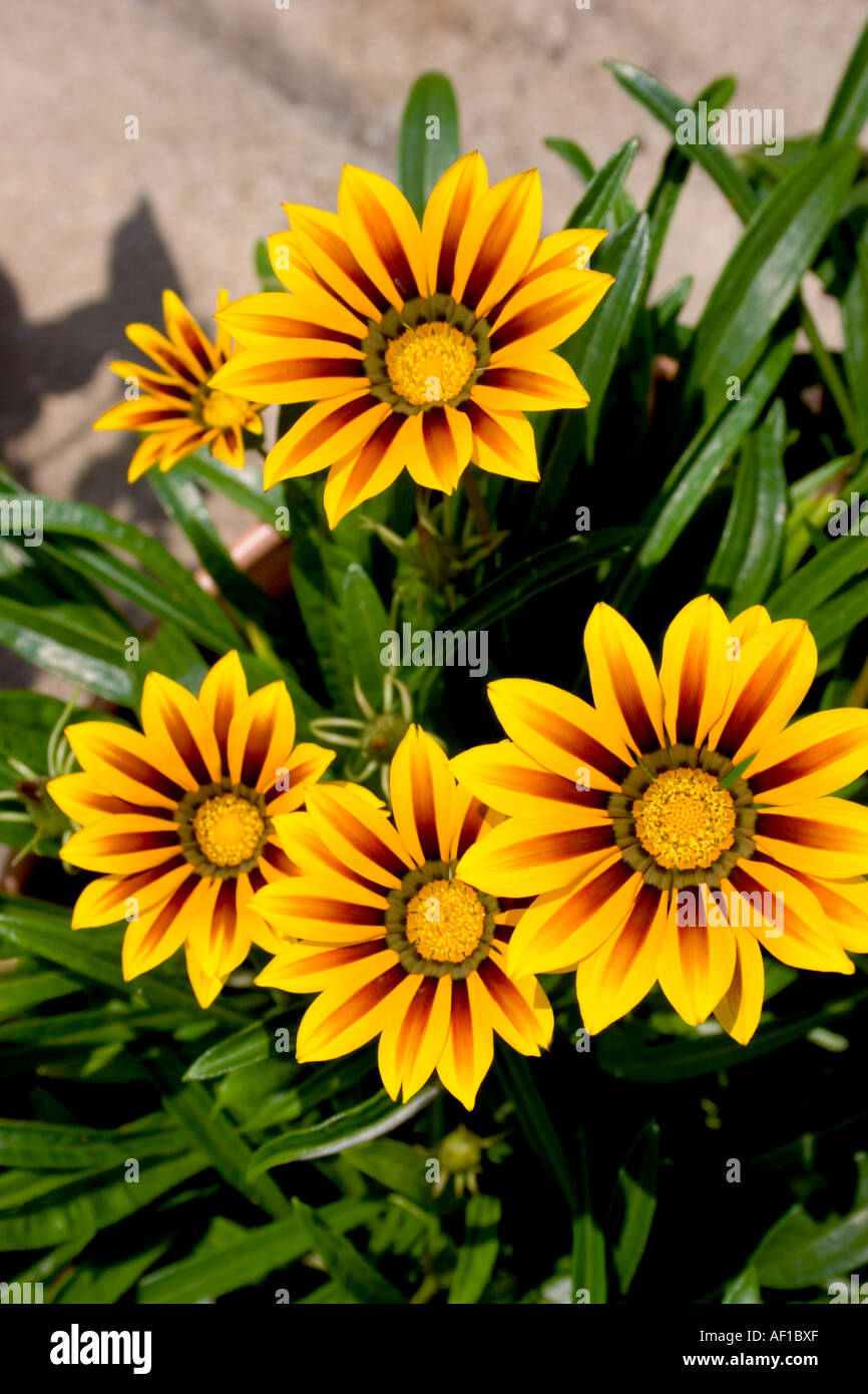 Bright yellow and orange Gazania Stock Photo
