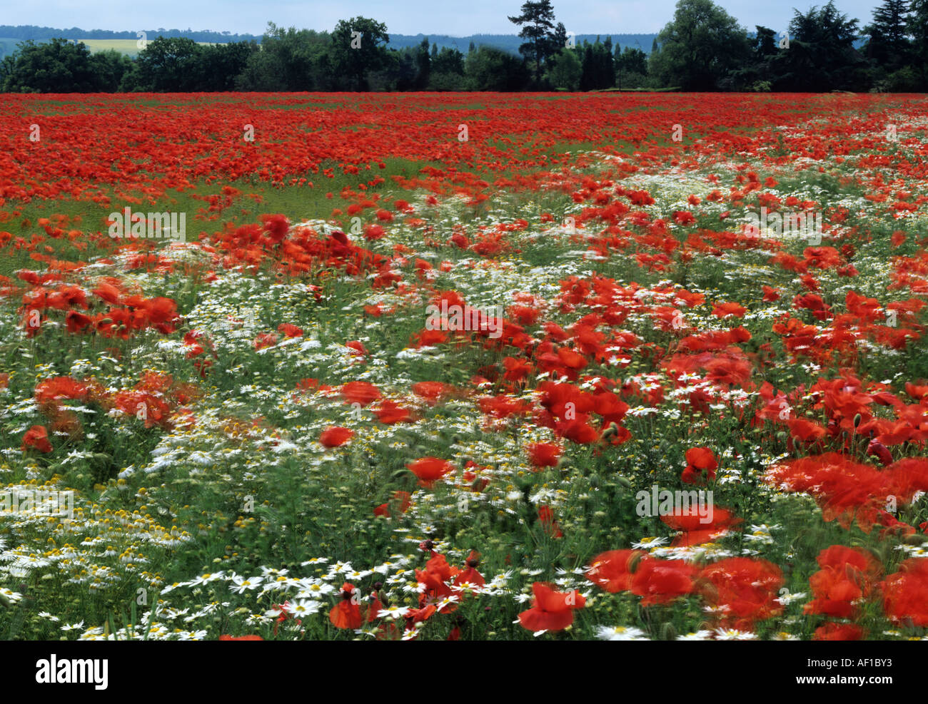 Field of wild poppy flowers hi-res stock photography and images - Alamy