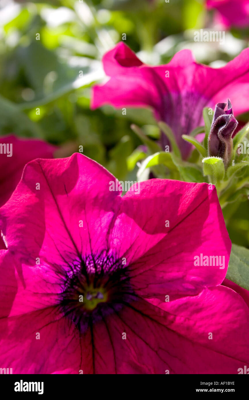 Flowering Surfina Petunia Stock Photo