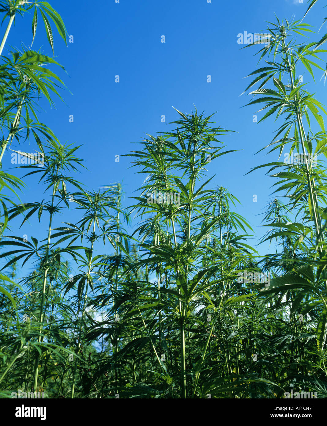 Cannabis crop grown under license, UK Stock Photo